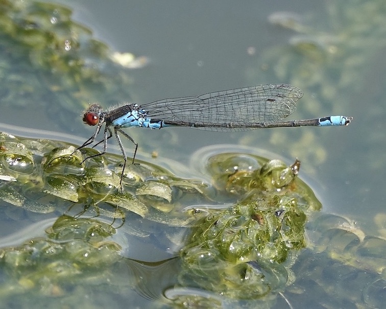 small red-eyed damselfly